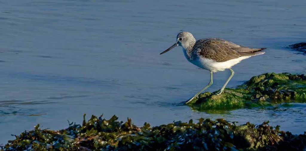 Réserve naturelle baie de Saint Brieuc