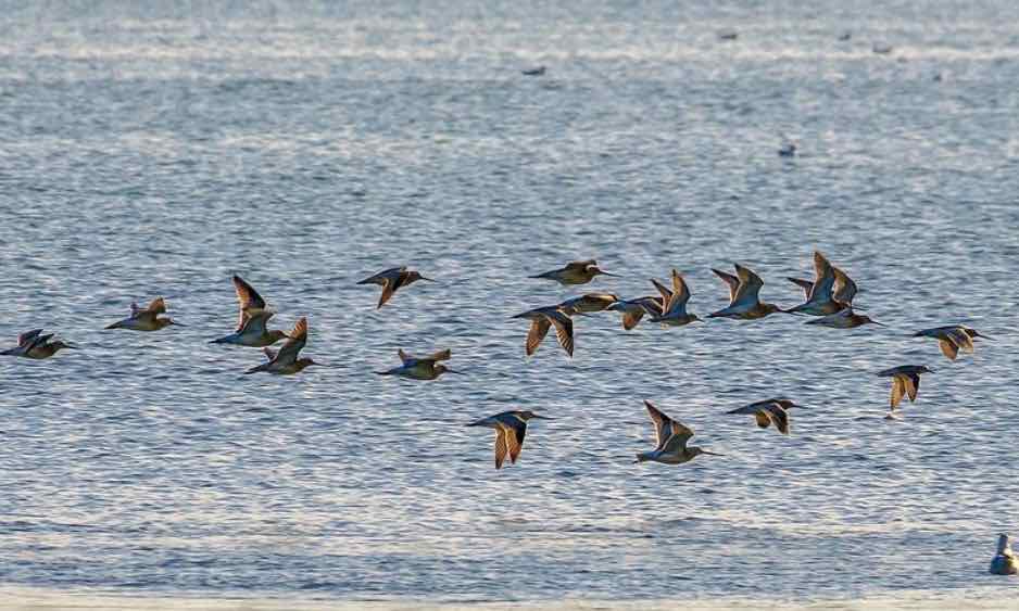 Réserve naturelle baie de Saint Brieuc