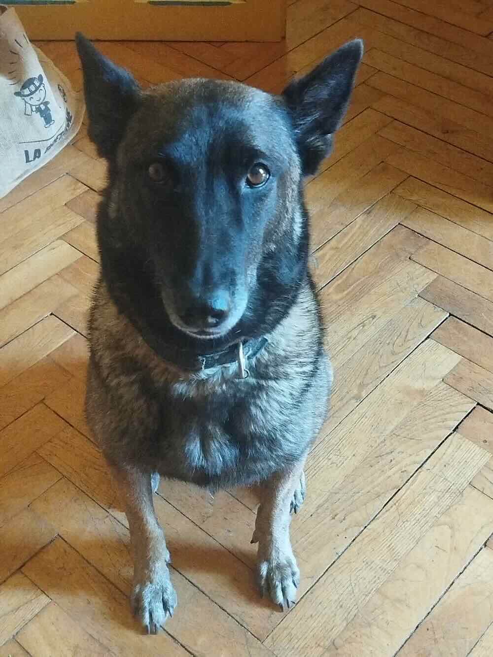 pixy la malinoise