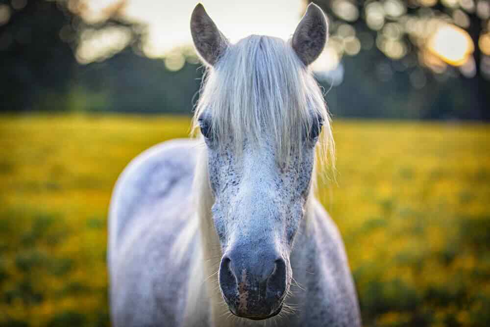 les animaux du château de Launay Guen