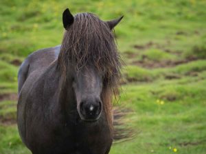 les animaux du château de Launay Guen