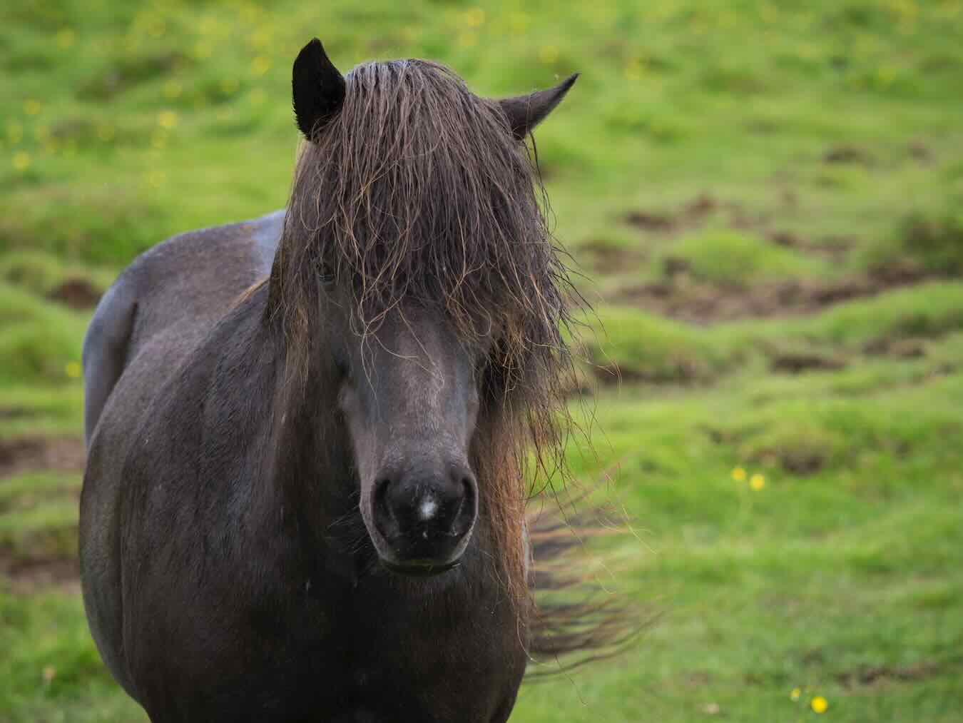 les animaux du château de Launay Guen